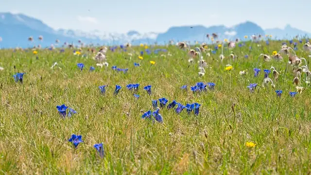 高山紫菀的花语：一朵花对“思念”的温柔诉说