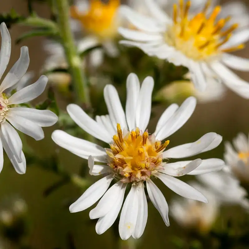 alpine aster in snow