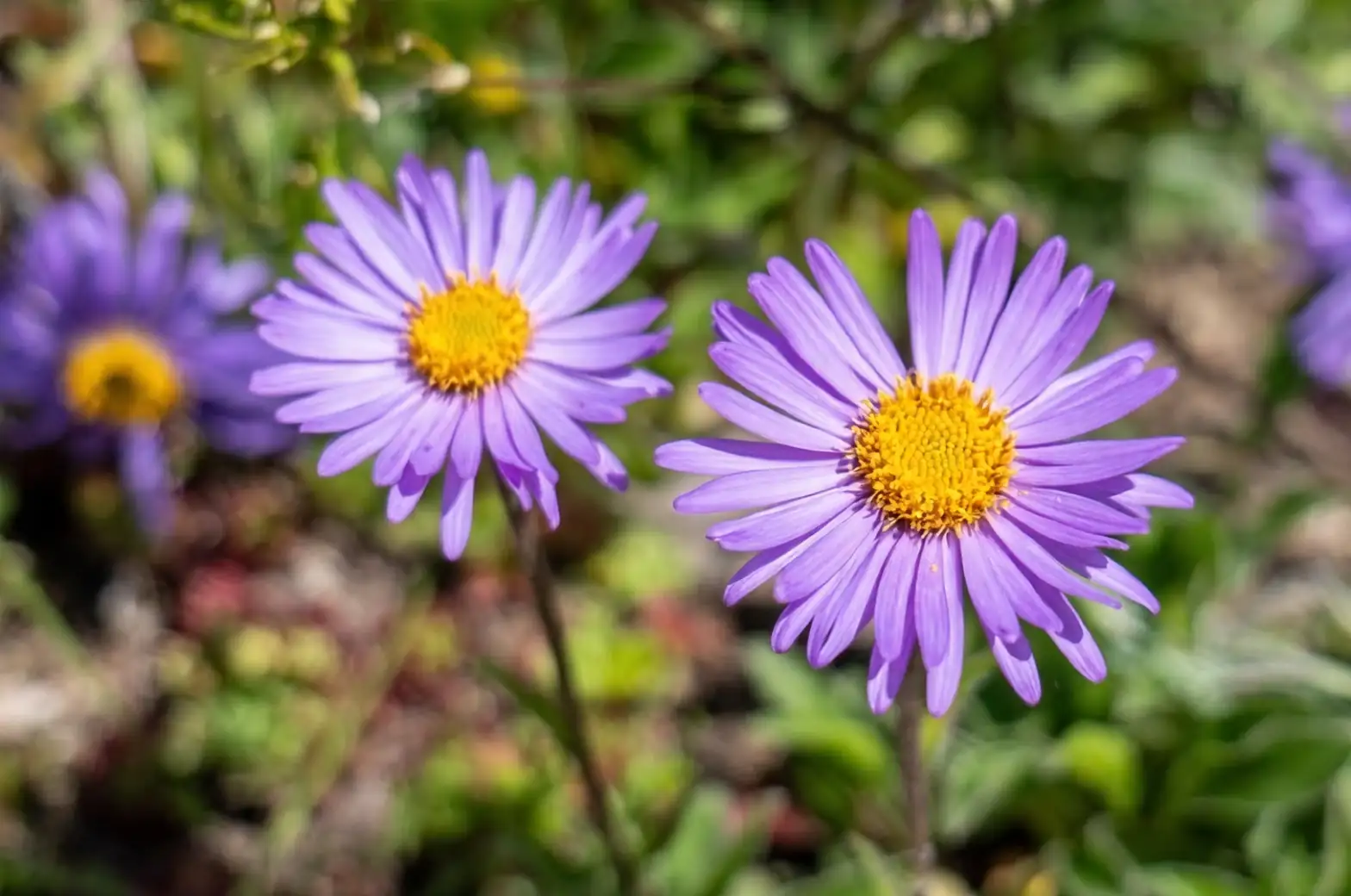 alpine aster close-up