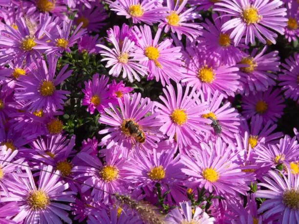 alpine aster garden care