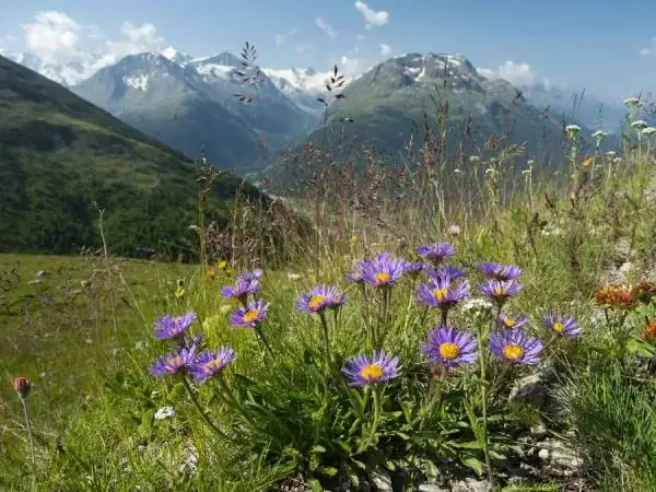 如何用高山紫菀打造迷人的“高山草甸风”园景