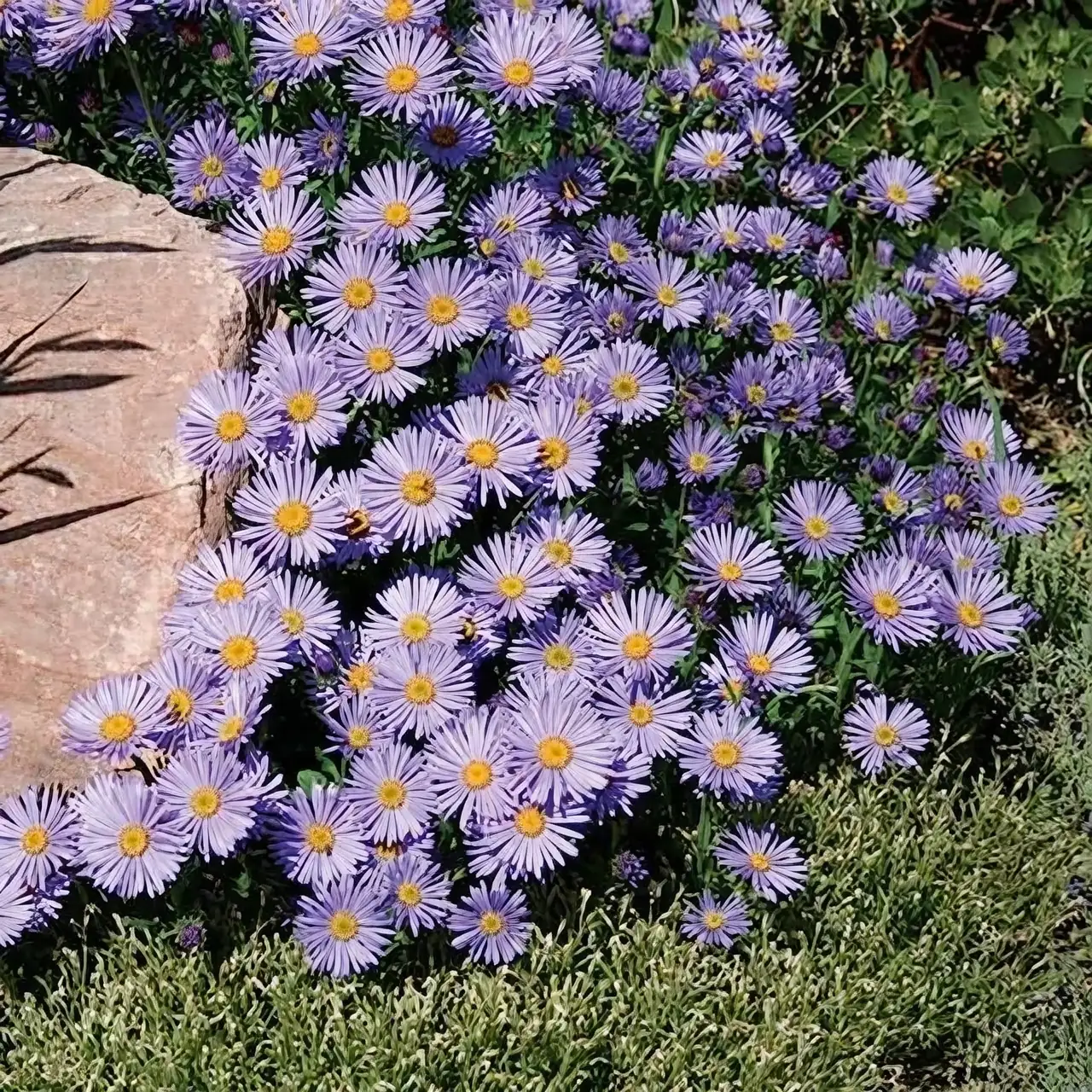 alpine aster in sunny garden