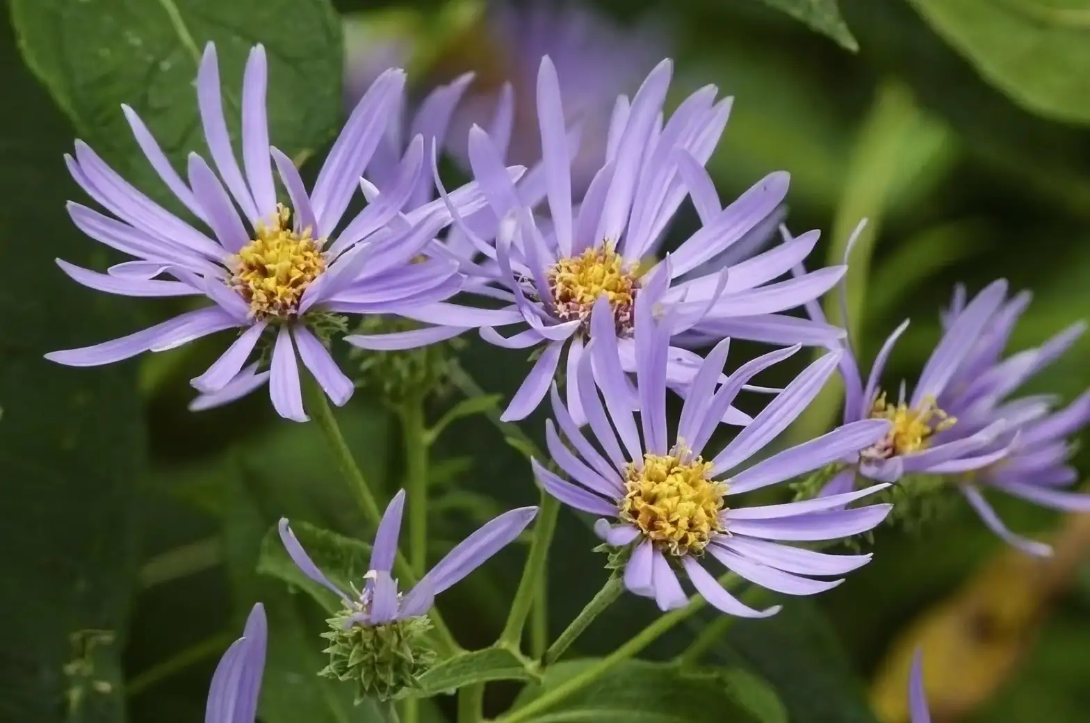 watering alpine aster garden