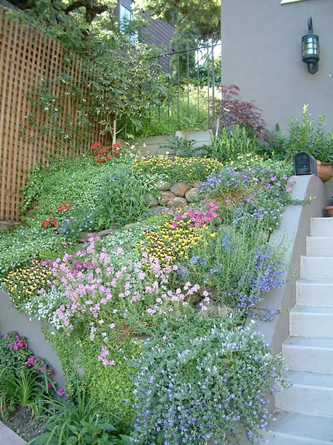 alpine aster garden design