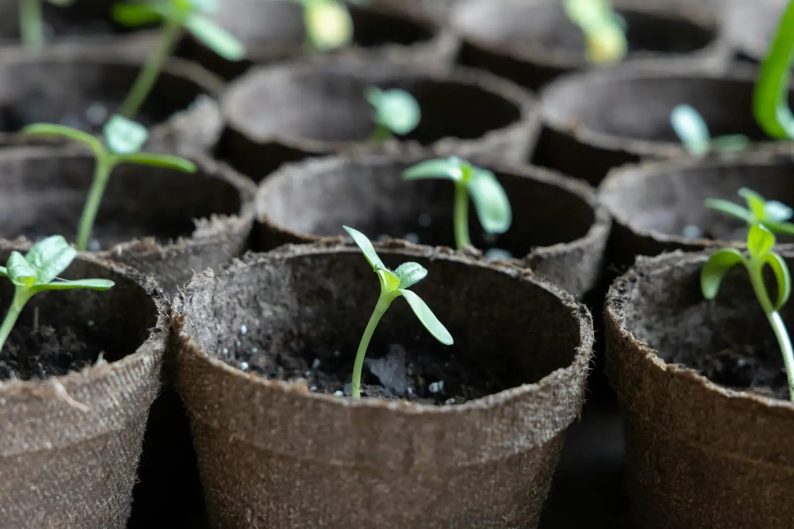 alpine aster seedling sprouting
