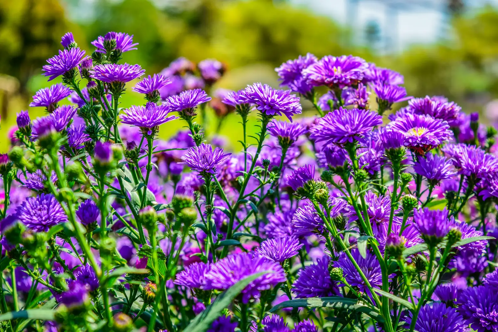 alpine aster division process