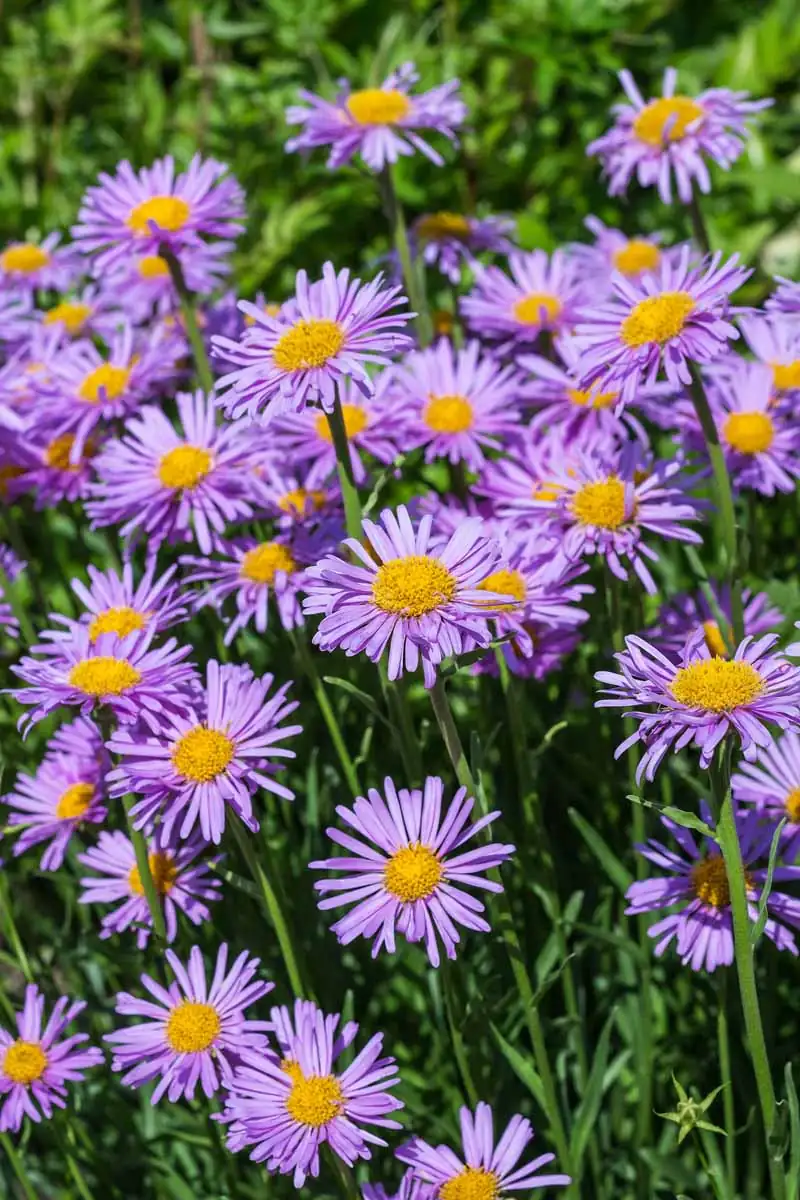 alpine aster roots stabilizing soil