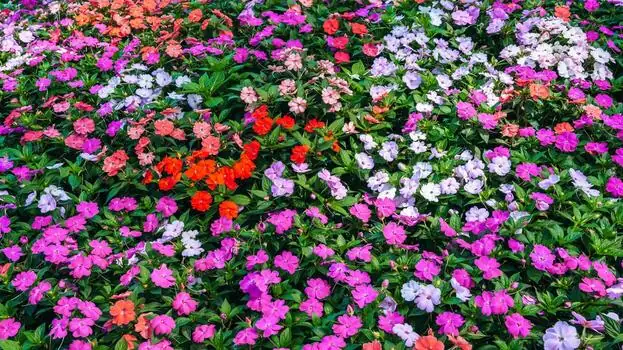 凤仙花养护秘籍：如何让你的花园多姿多彩