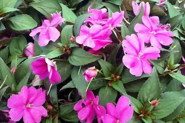 impatiens under sunlight with shade