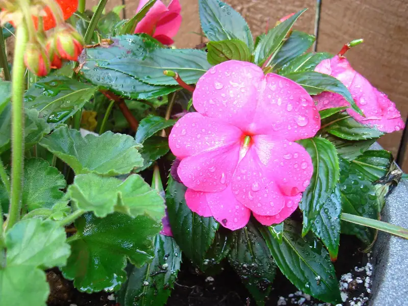watering impatiens garden