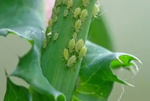 impatiens balsamina aphids infestation