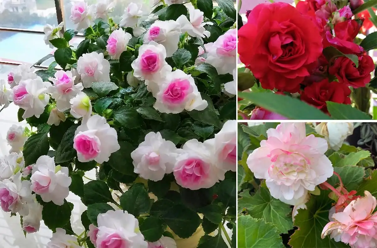 从古至今：凤仙花悠久的历史和传说