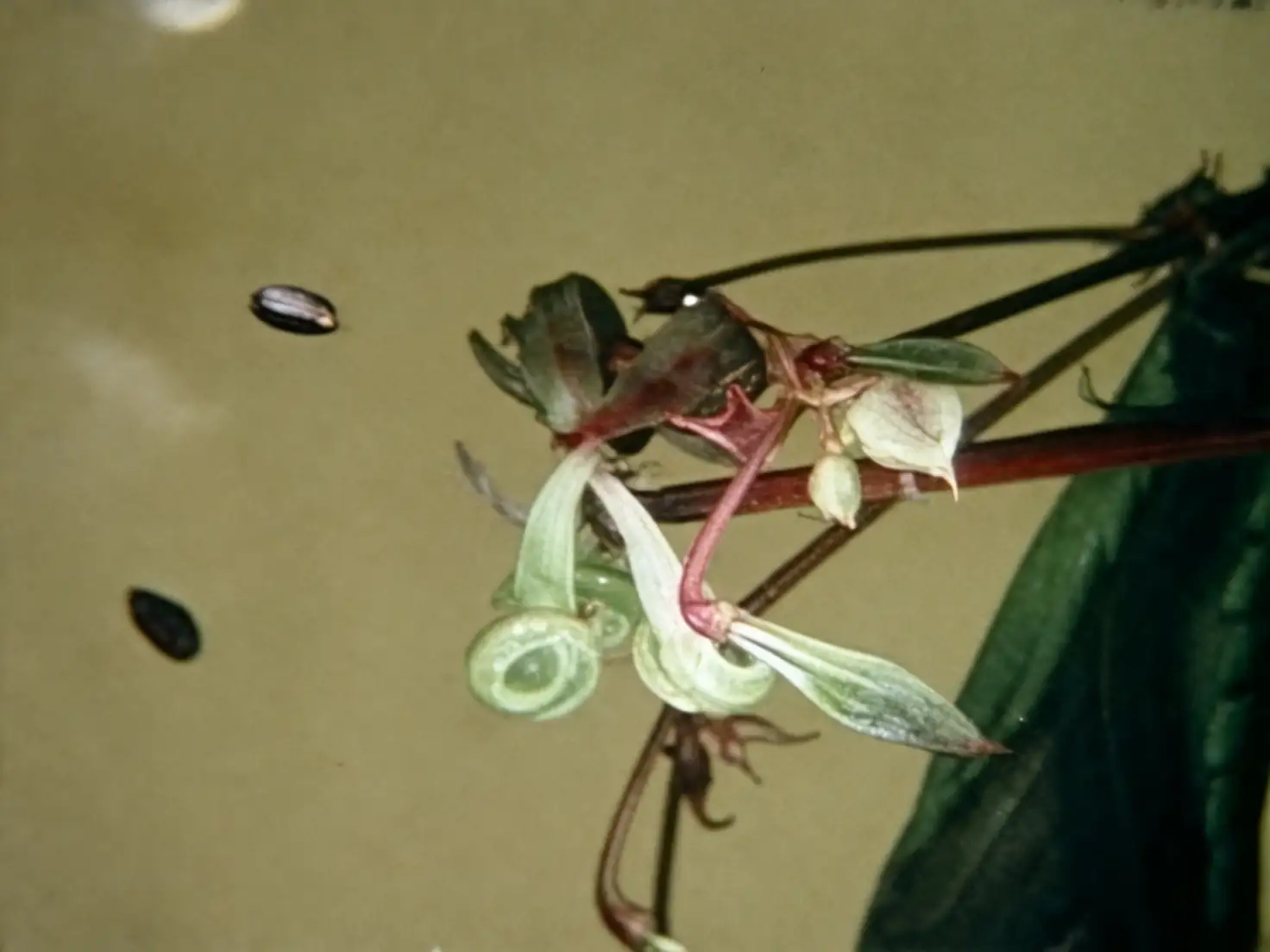 impatiens seed pod bursting
