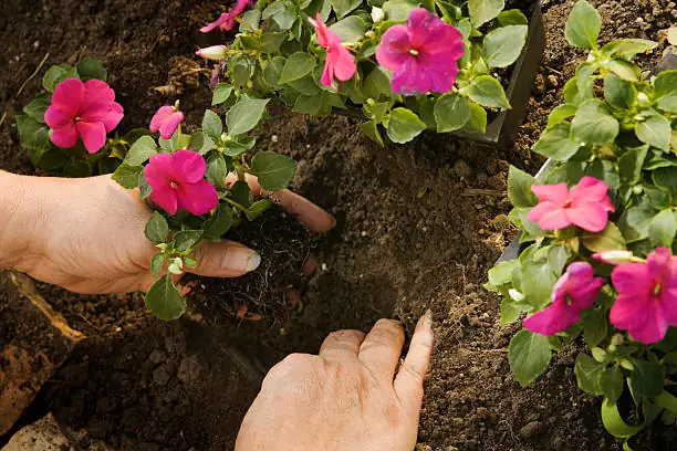 impatiens in garden setting