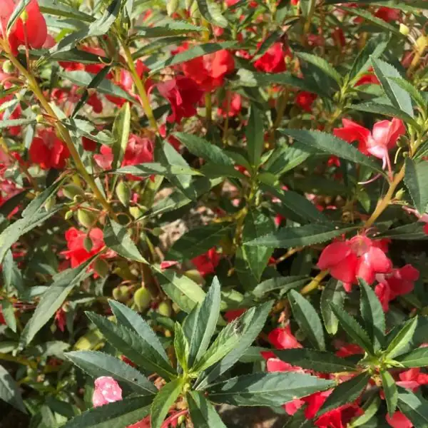 打造花园的迷你山茶：凤仙花的多色魅力