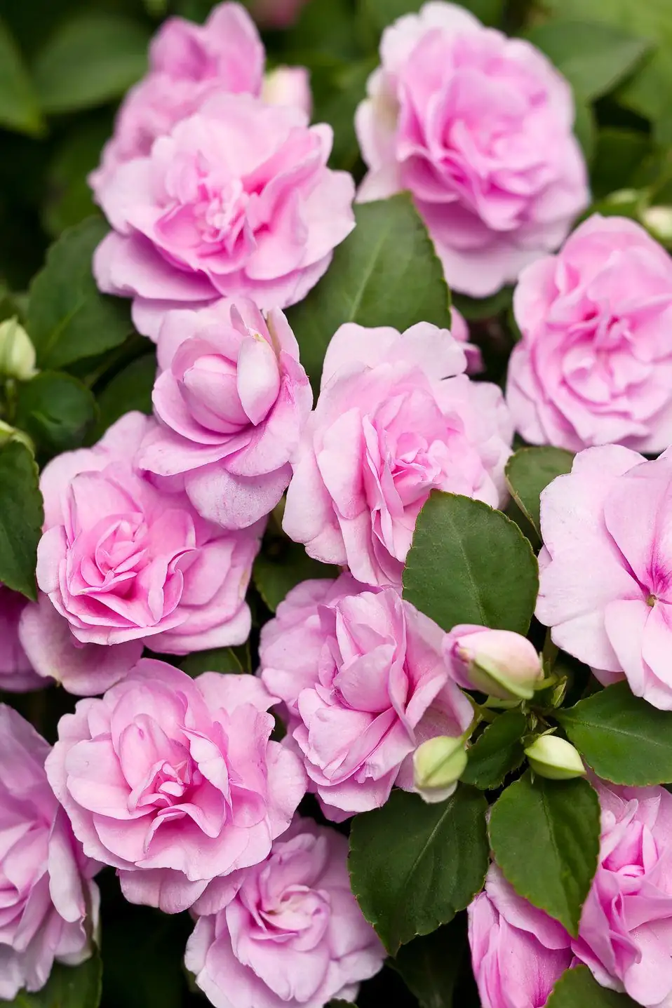 double impatiens close-up