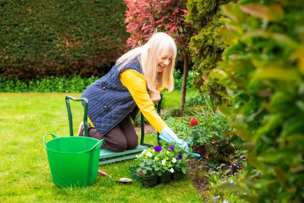 impatiens plant care tips