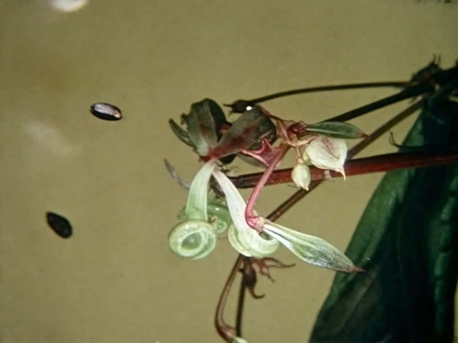 impatiens seed pod bursting