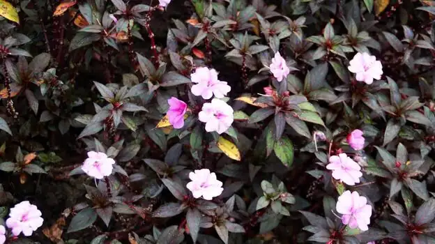 花香引蝶：凤仙花如何成为蜜源植物？