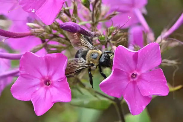 bee on impatiens flower