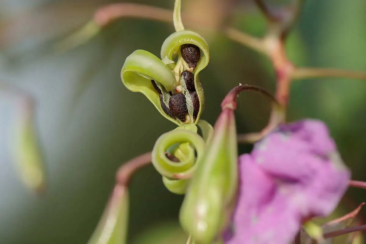 impatiens seed pod burst