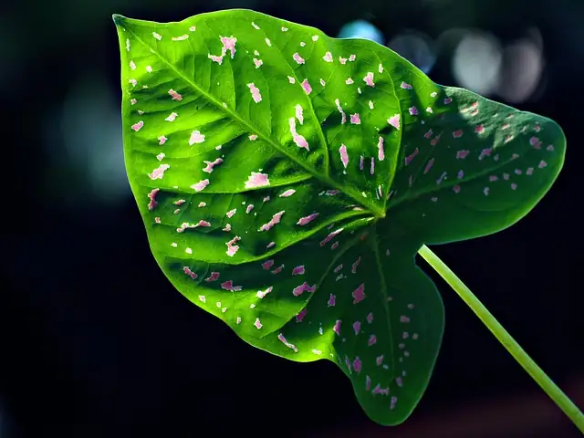 caladium in bright indirect light