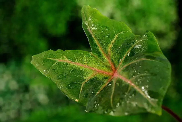 caladium with humidifier nearby