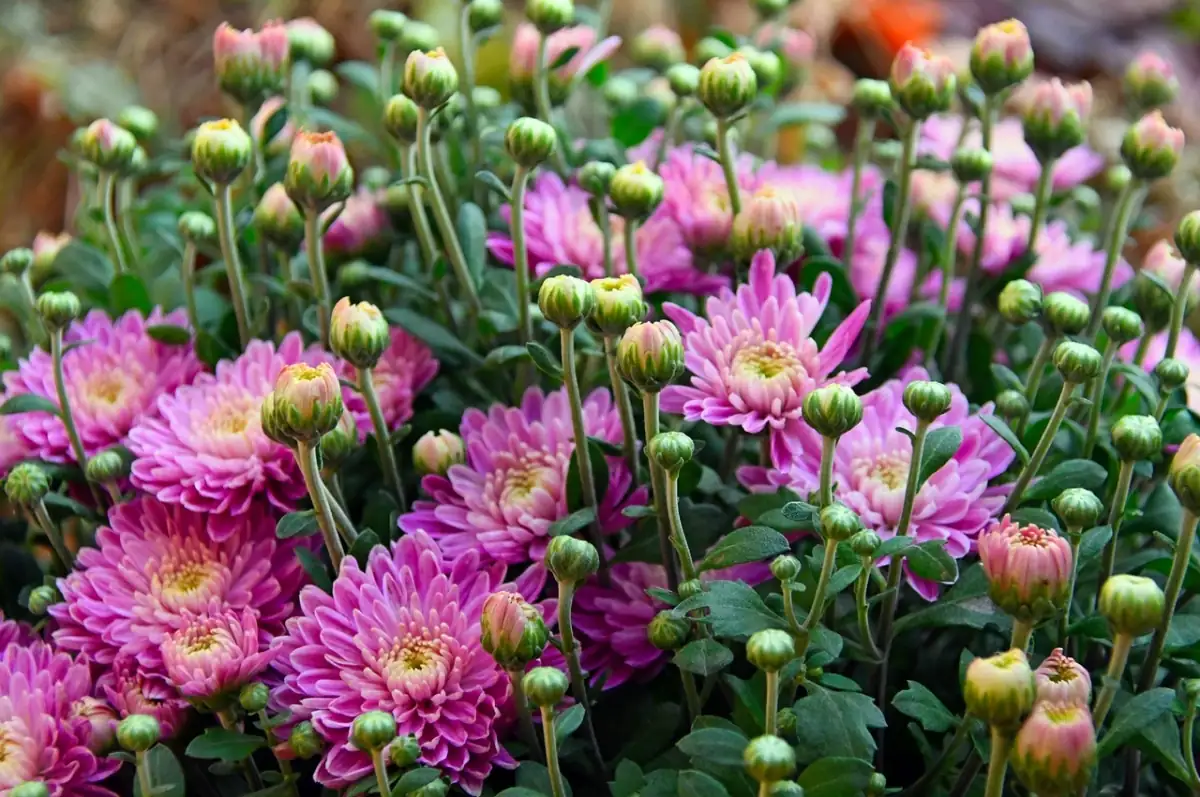chrysanthemum sunlight exposure