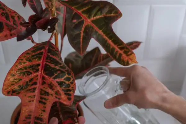 watering caladium plant