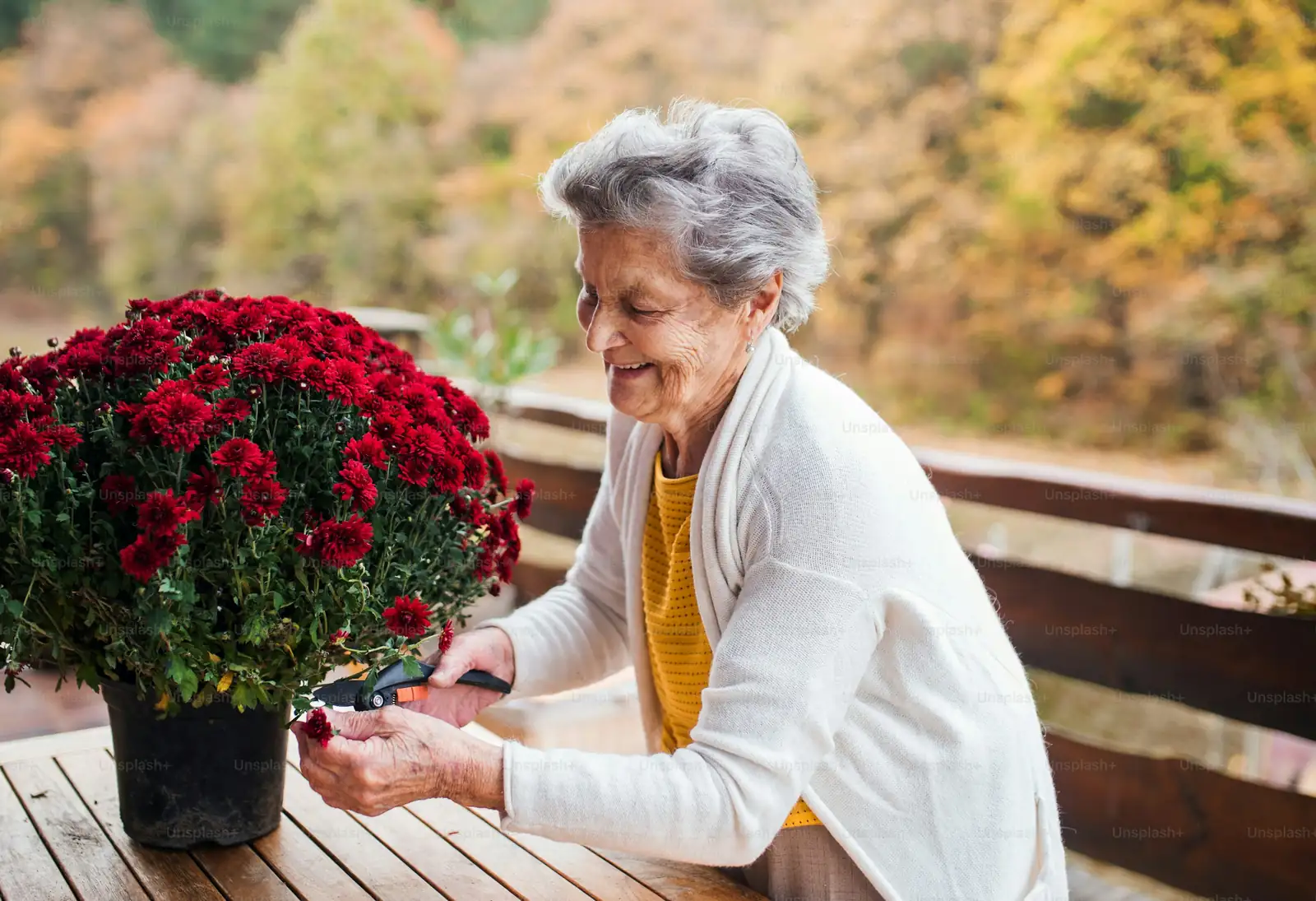 chrysanthemum balcony environment