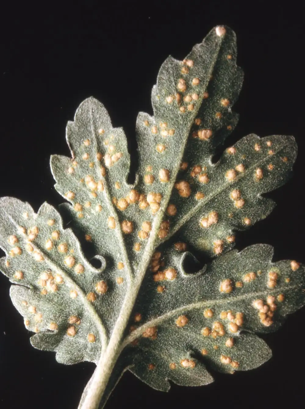 chrysanthemum leaf rust disease