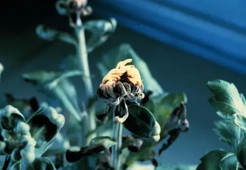 chrysanthemum leaf spot disease