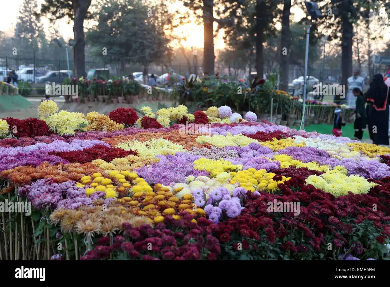 chrysanthemum exhibition display