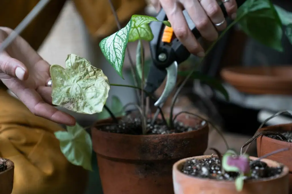 pruning caladium leaves