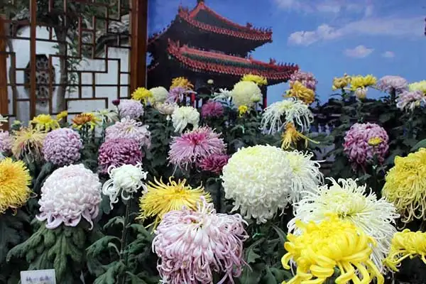 chrysanthemum chinese culture