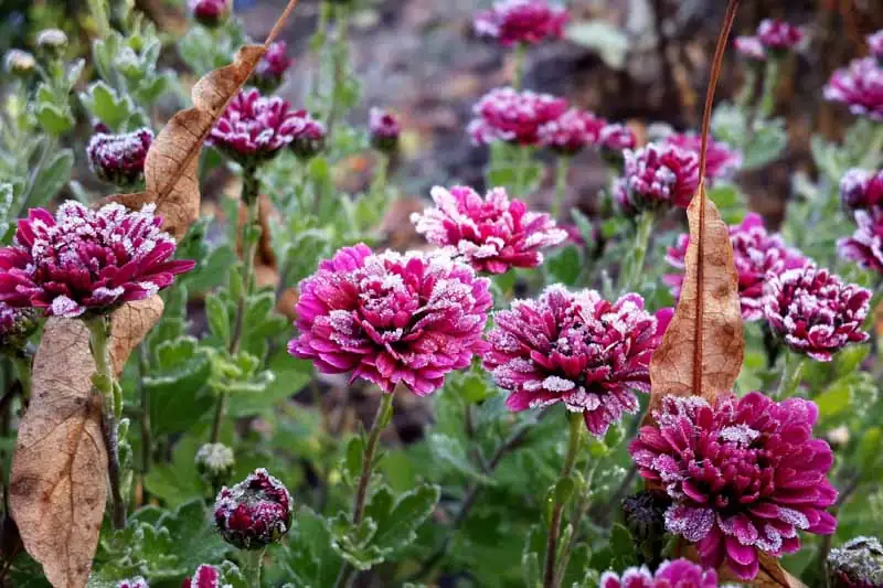 花中隐士的象征：菊花的花语与文化象征