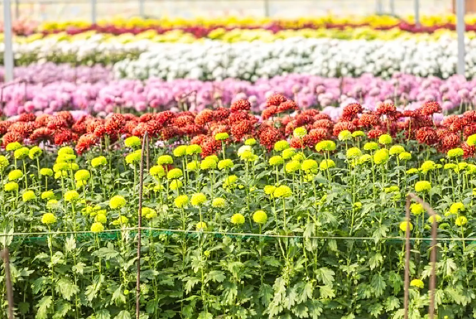 variety of chrysanthemum colors