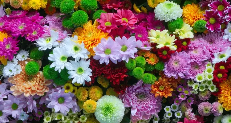 chrysanthemum varieties global