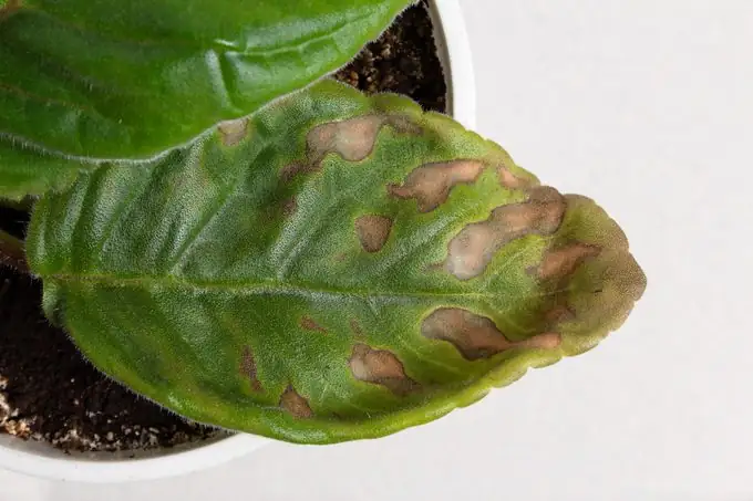 caladium leaf spot disease