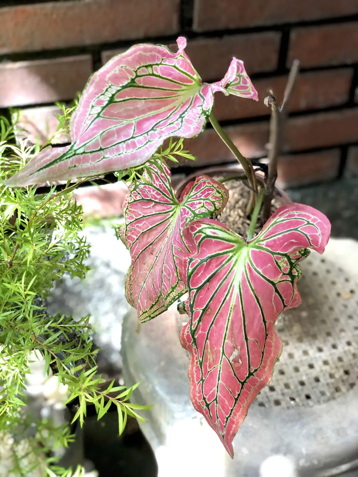caladium indoor care setup