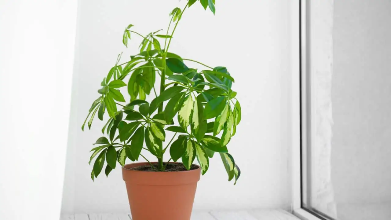 schefflera bright indirect light