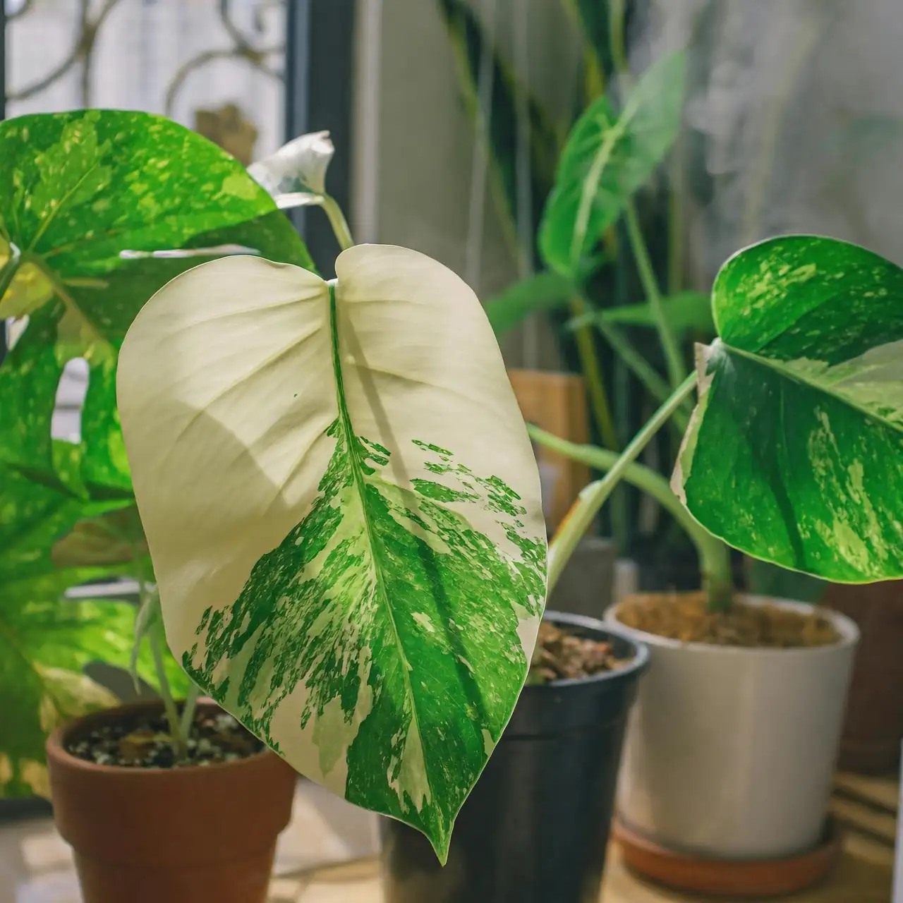 schefflera near south window