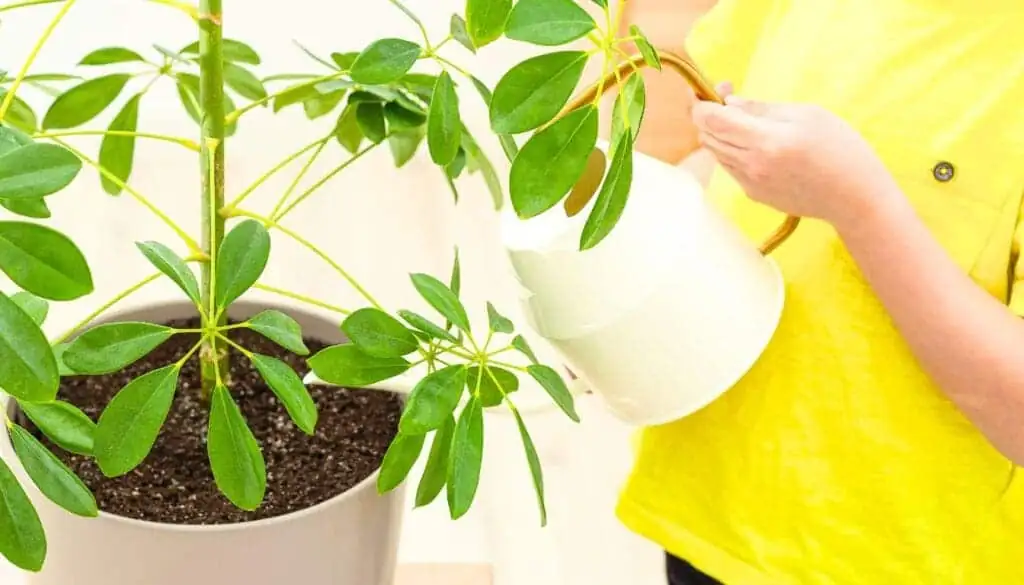 watering schefflera soil dry