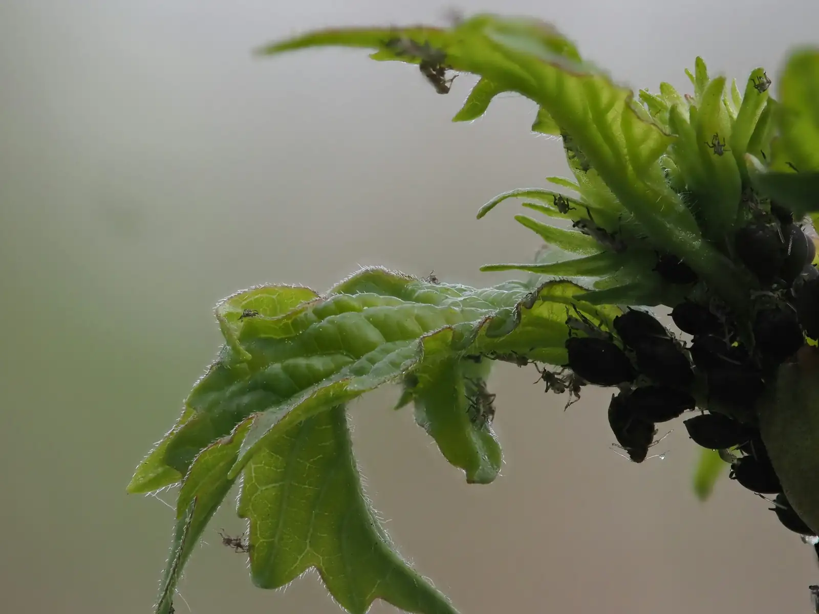 spider mites on plant leaves