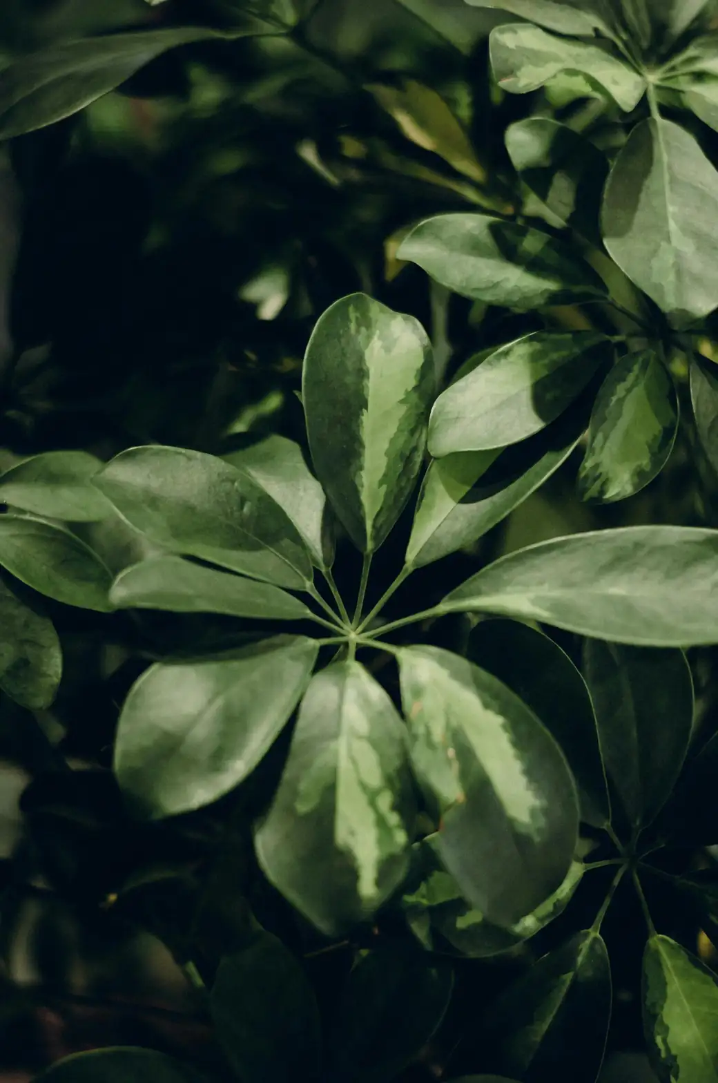schefflera in bright indoor setting