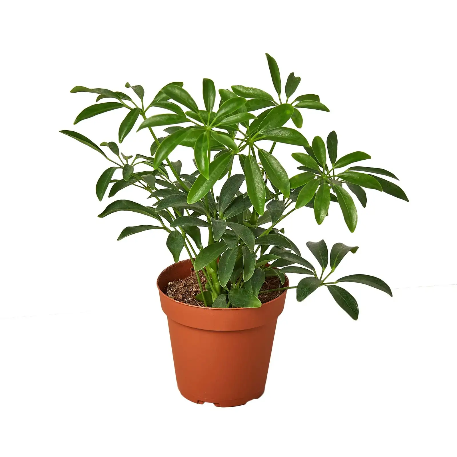 schefflera indoor living room