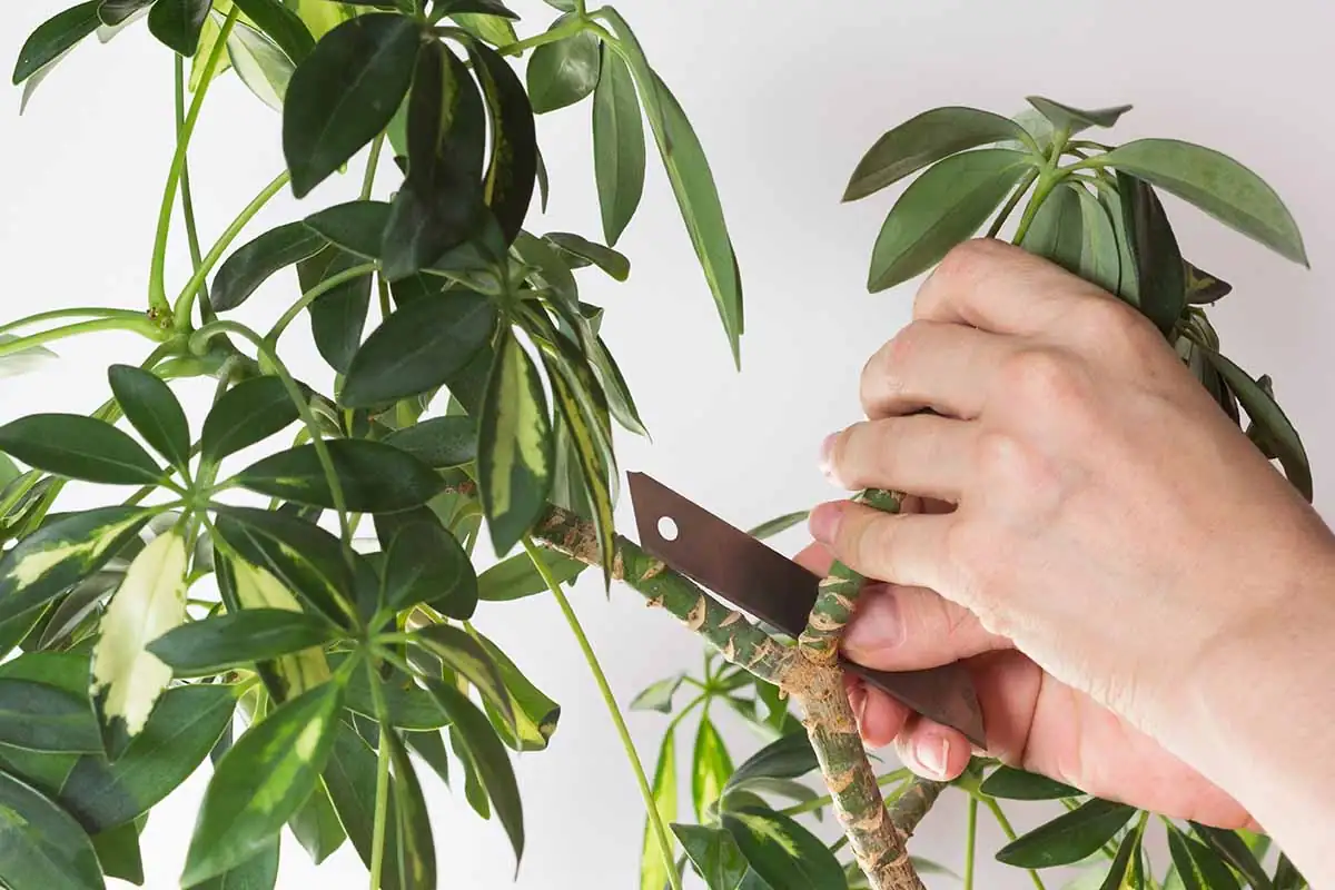 schefflera pruning process