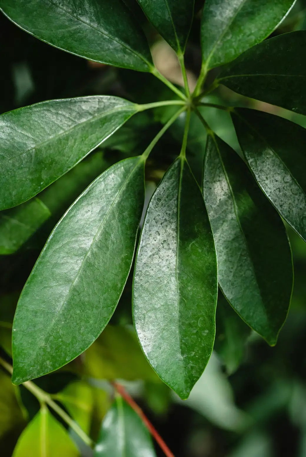 鹅掌柴的小秘密：这些有趣的植物特性你知道吗？