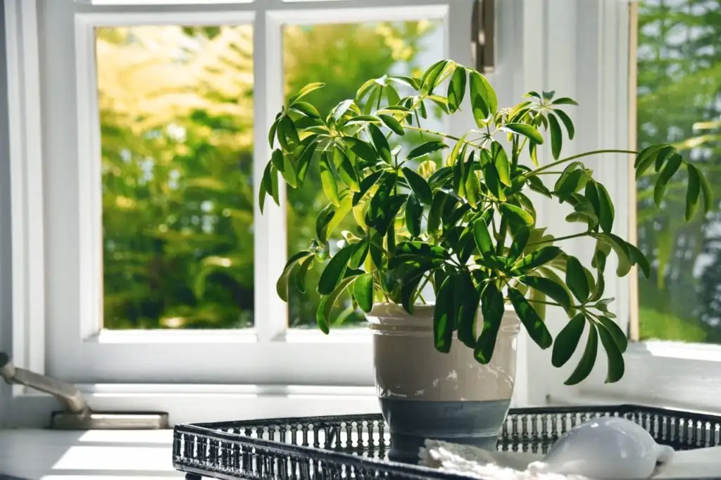 schefflera indoor growth