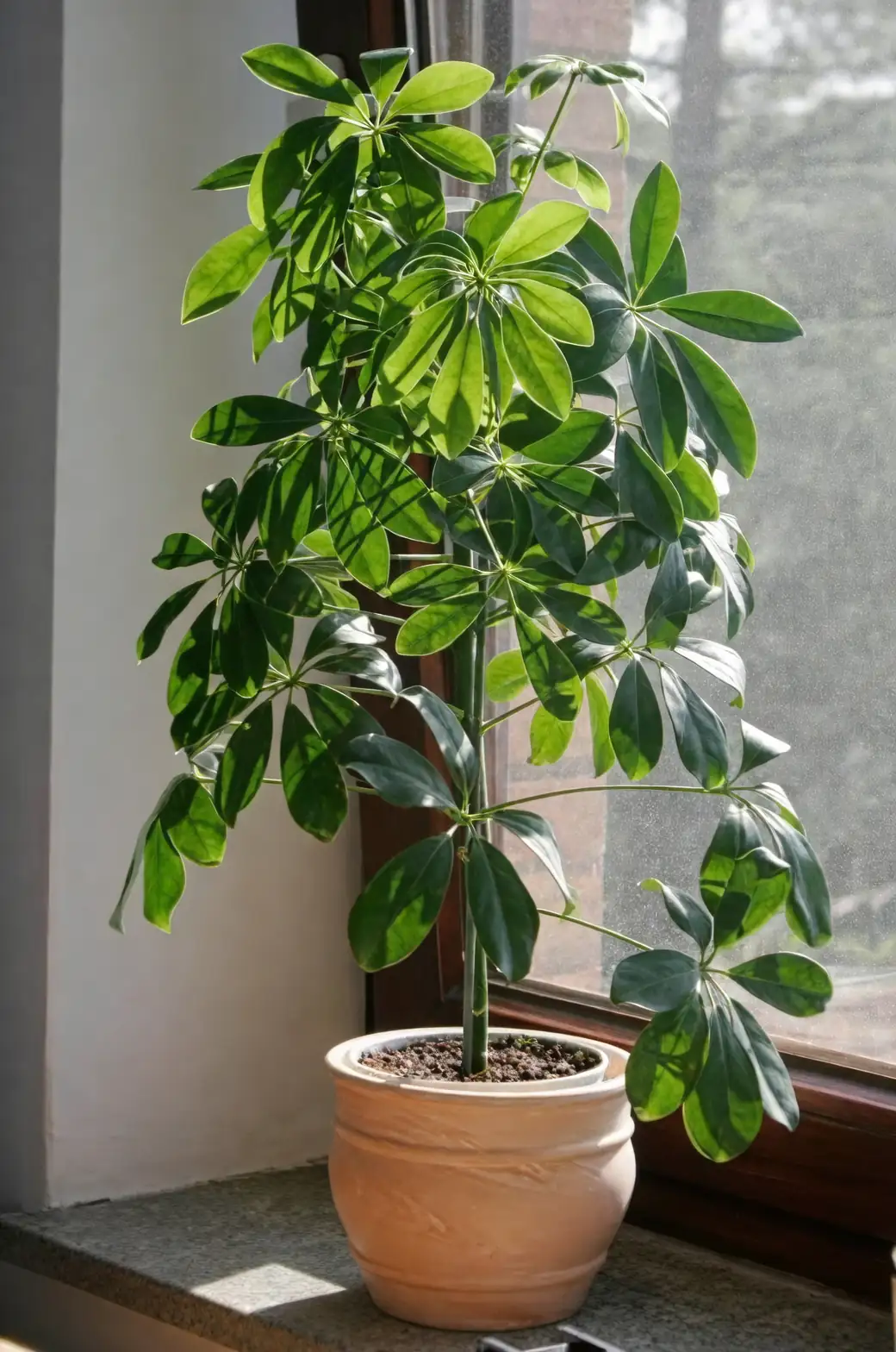 schefflera air purification